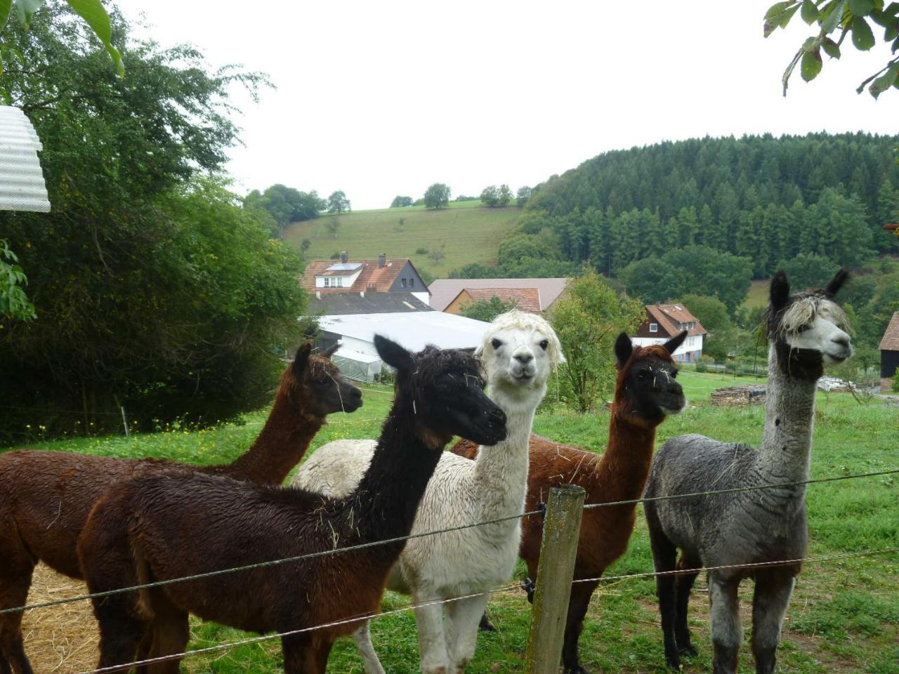 Ferienwohnungen Hof Heiderich Oberzent Zewnętrze zdjęcie