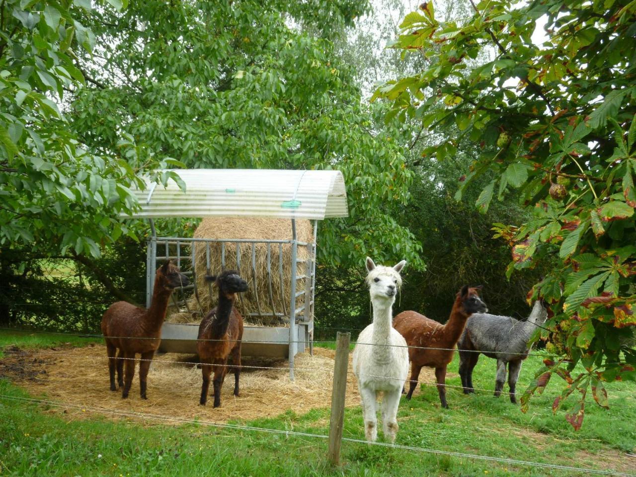 Ferienwohnungen Hof Heiderich Oberzent Zewnętrze zdjęcie